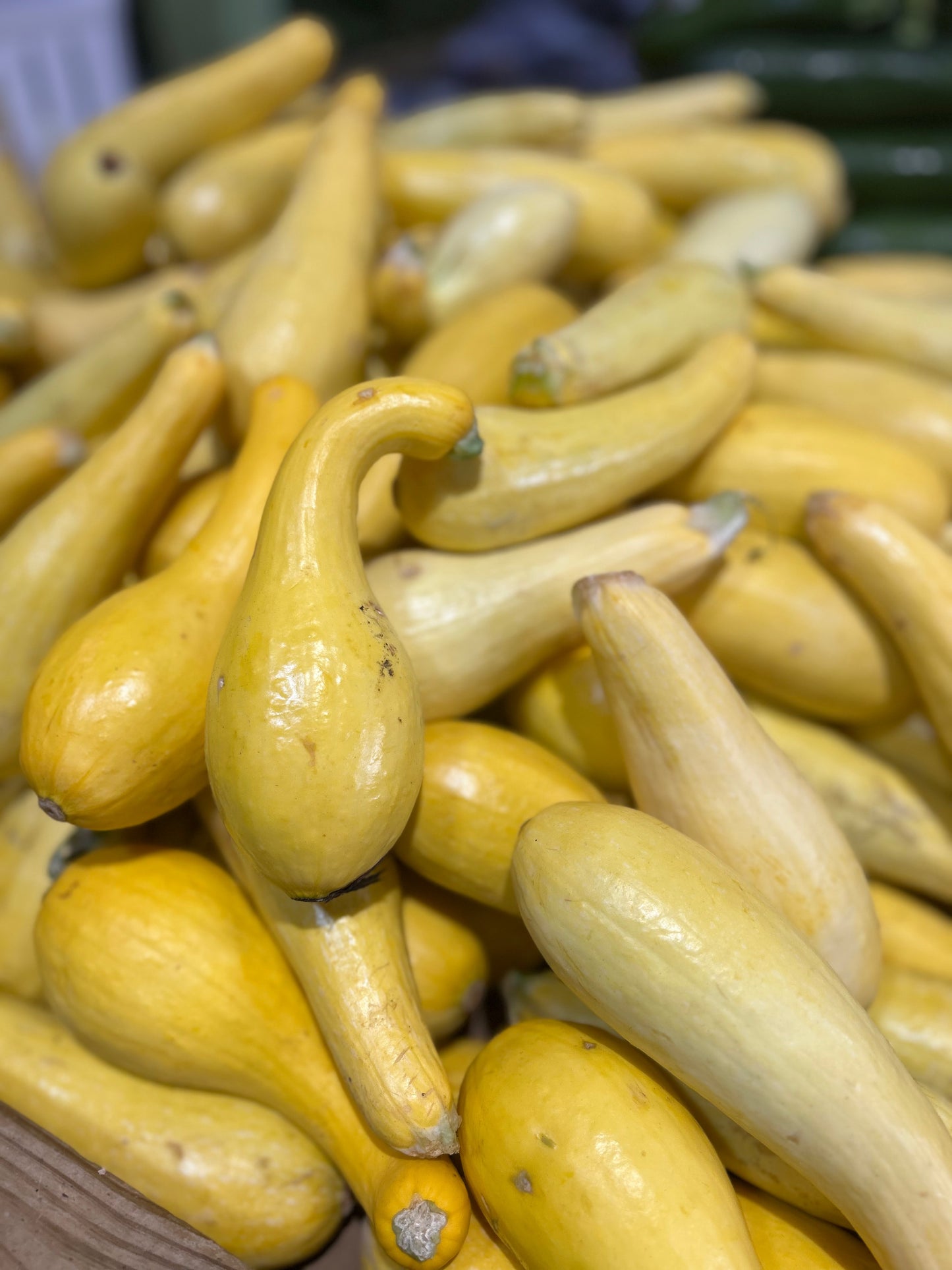 Yellow Squash